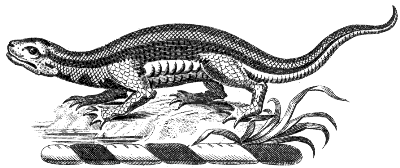 some sort of lizard