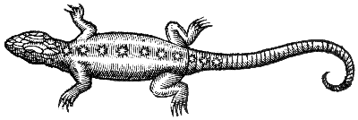 agamid lizard