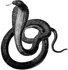cobra