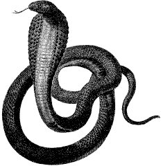 cobra