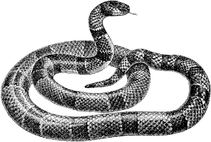 coral snake