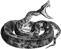water moccasin