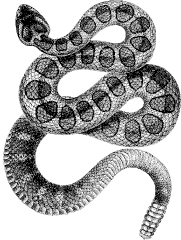 rattlesnake