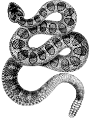 rattlesnake