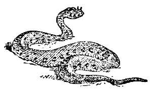 viper