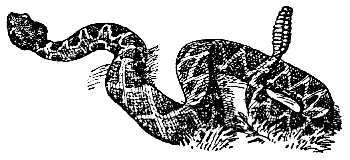 rattlesnake