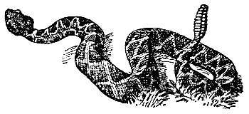 rattlesnake