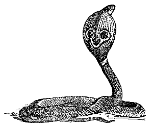 cobra