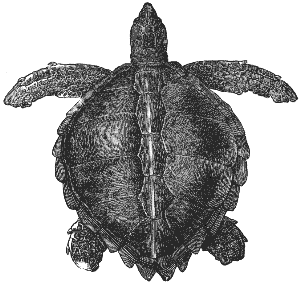hawksbill