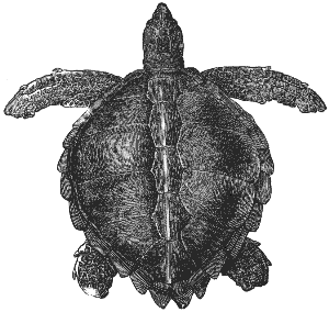 hawksbill