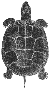 European pond turtle