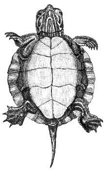 young painted turtle