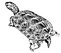 diamondback terrapin