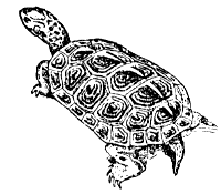 diamondback terrapin