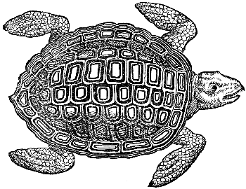 sea turtle