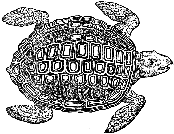 sea turtle