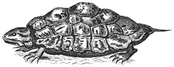 turtle