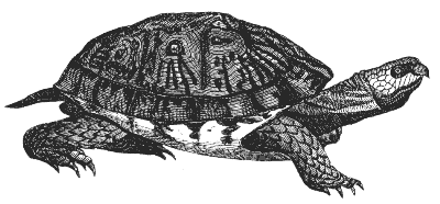 box turtle