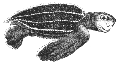 young leatherback
