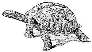 Galapagos tortoise