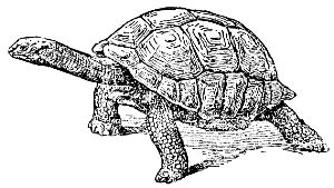 Galapagos tortoise