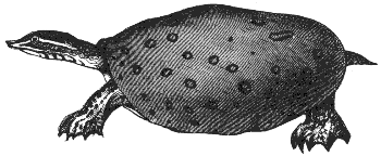 soft-shelled turtle