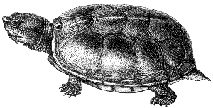 mud turtle