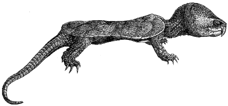 big-headed turtle