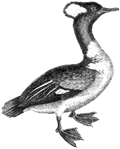 hooded merganser
