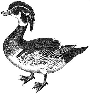 wood duck