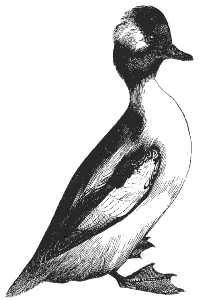 bufflehead
