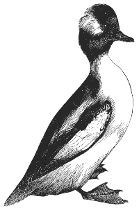 bufflehead