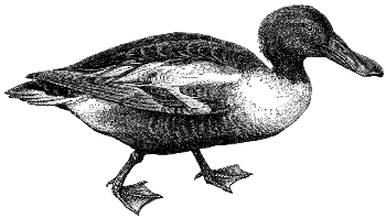 shoveler