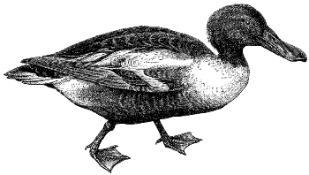 shoveler