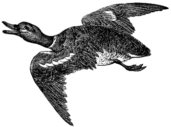 mallard