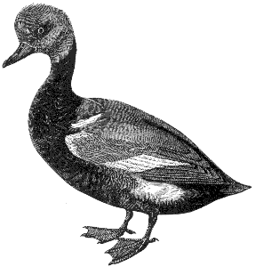 wild duck