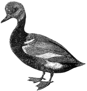 wild duck