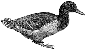 mallard