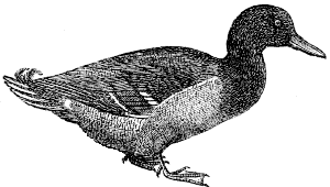 mallard