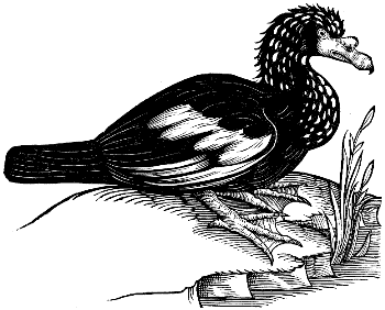 muscovy duck