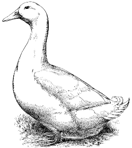 domestic duck
