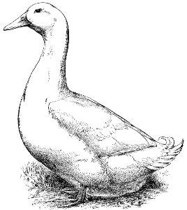 domestic duck