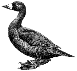 black scoter