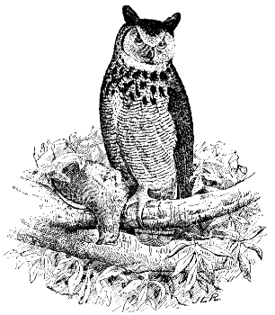 great horned owl