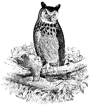 great horned owl