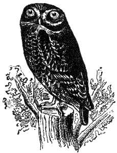 owl