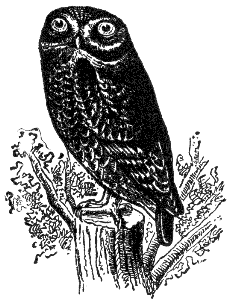 owl