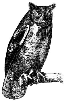 eagle owl