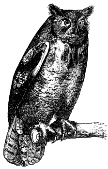 eagle owl