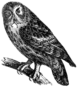 owl